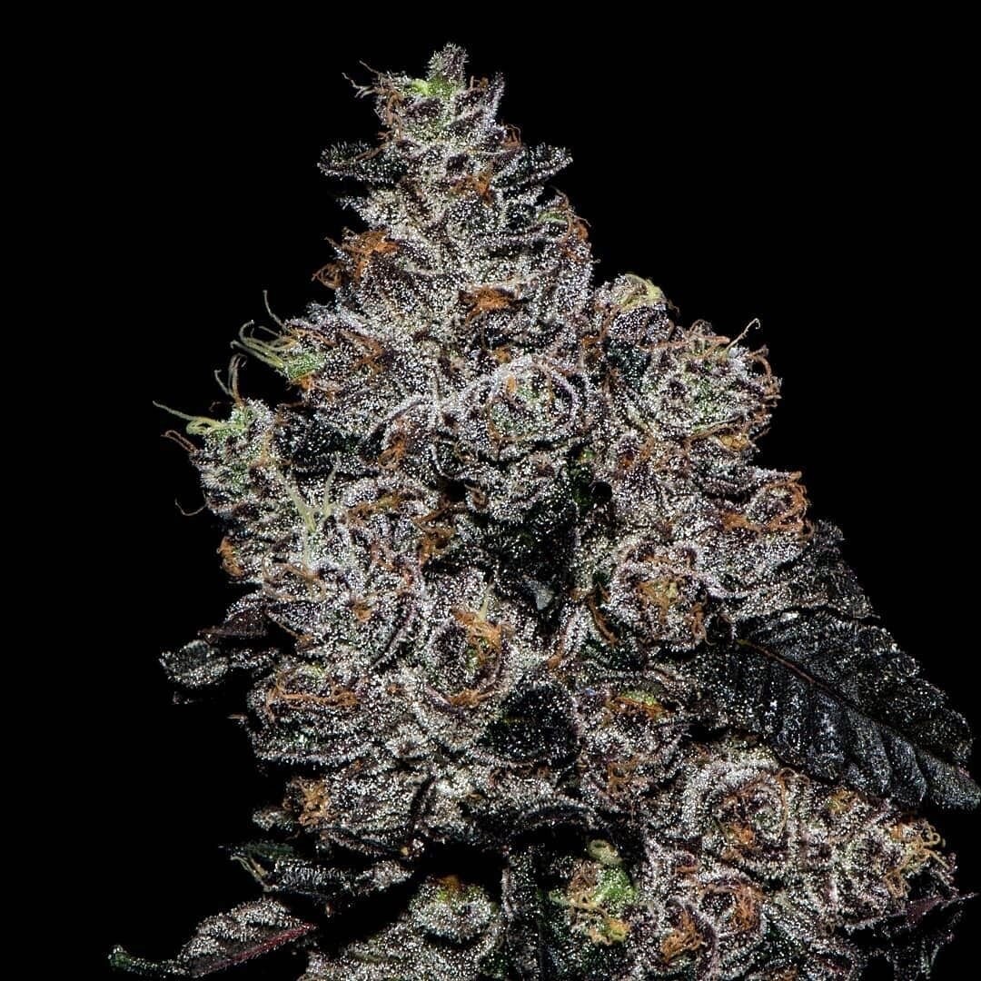 Gmo X Platinum Sherbert X Mactree Qty 5 Limited Release