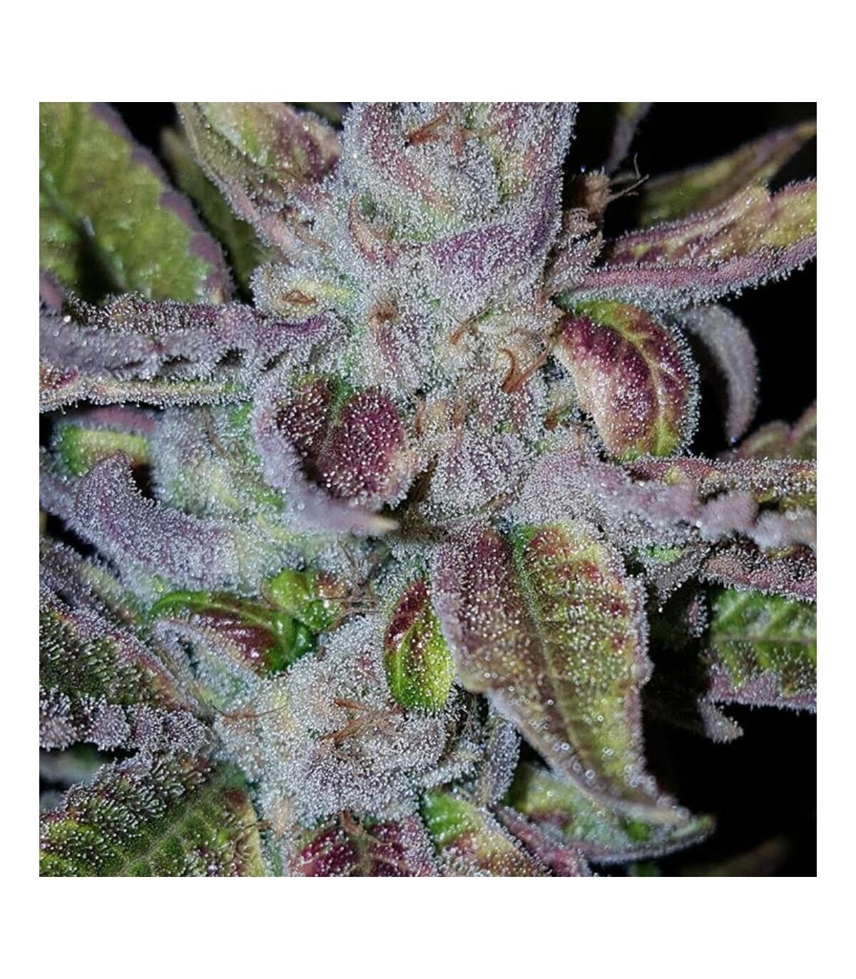 White Runtz X Mactree X Platinum Sherbert Qty 5 Limited Release