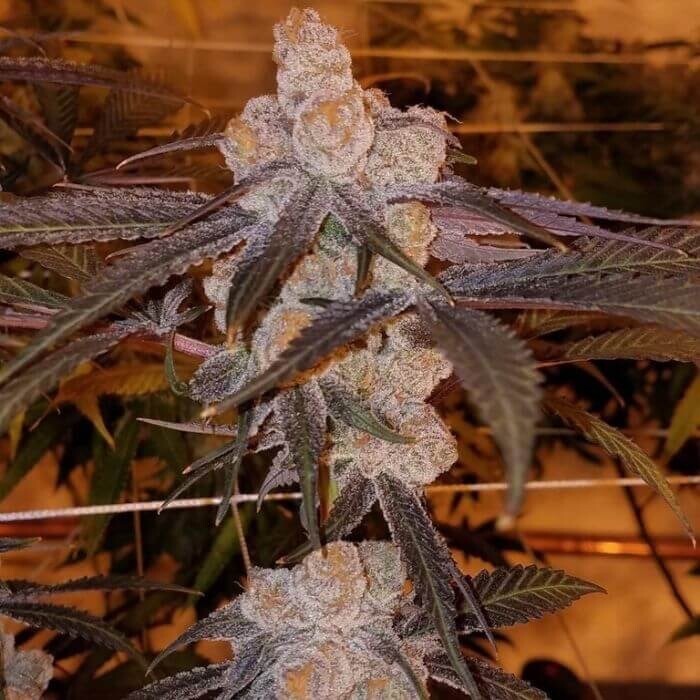 Purple Punch X Triangle Kush X Mactree 98 Regular Seeds Qty 5
