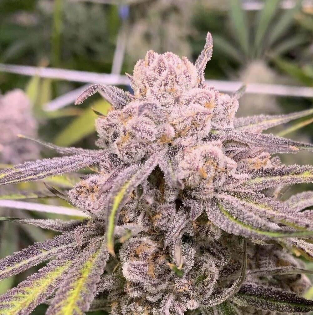 Zkittlez X Sherbert X Mactree 95