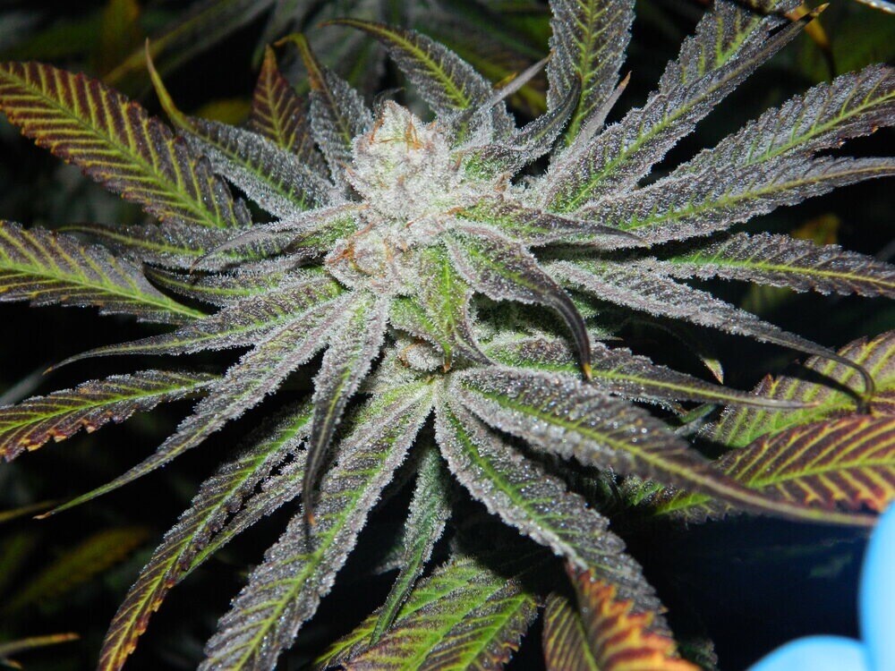 Mactree 95 X Platinum Sherbert Qty 5 Regulars
