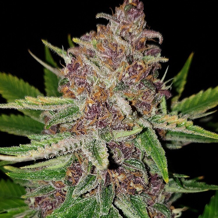 Lemon Chello X Forbidden Fruit X Cookielato Qty5 Regulars