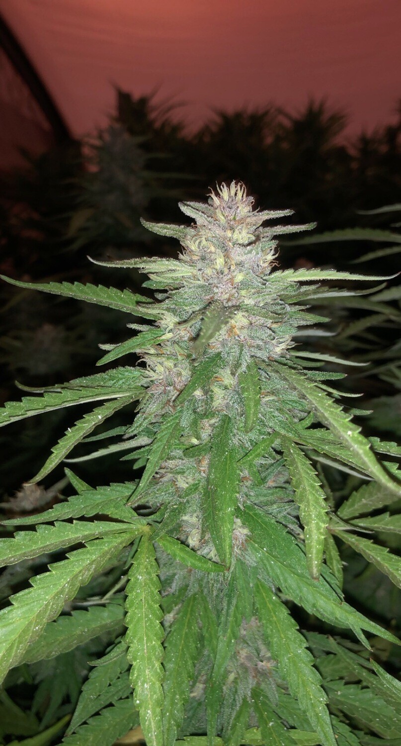 Gushers X Mactree X Sunset Sherbert Qty 5 Regulars
