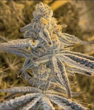 Slurricane X Mactree X Platinum Sherbert Qty 5 Regulars
