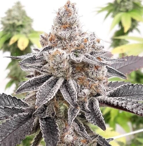 Slurricane X Lemonchello Qty 5 Regulars