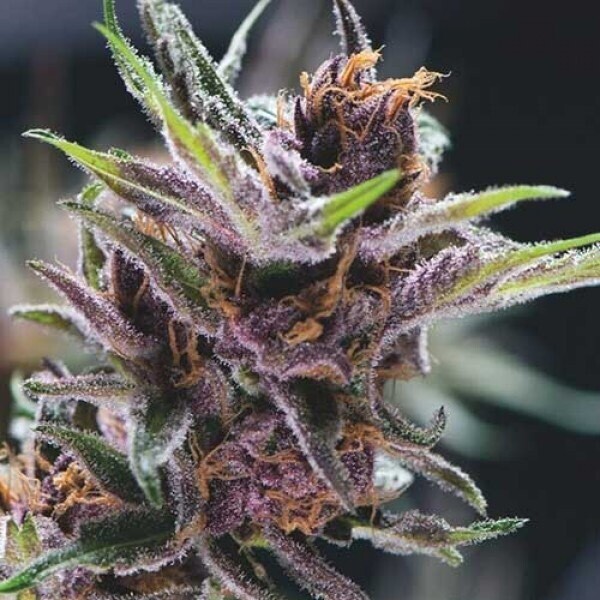Cherry Cake X Mac Sherbert Qty 5 Regulars
