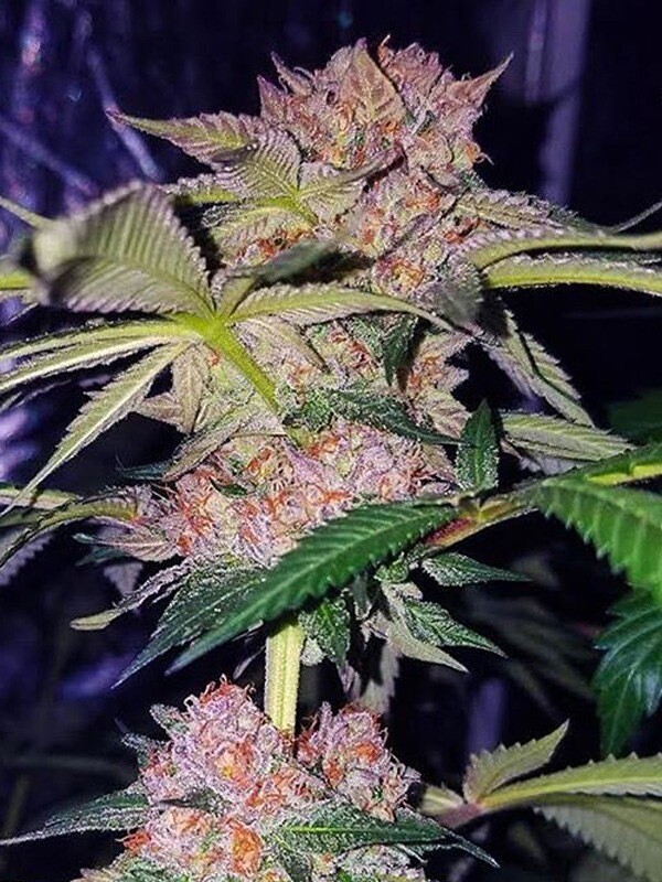 Mimosa X Forbidden Fruit Qty 5 Regulars