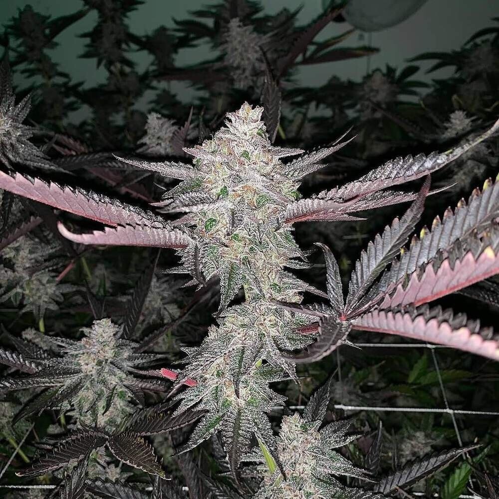 Gelato 33 X Platinum Sherbert X Mactree Qty 5 Regulars