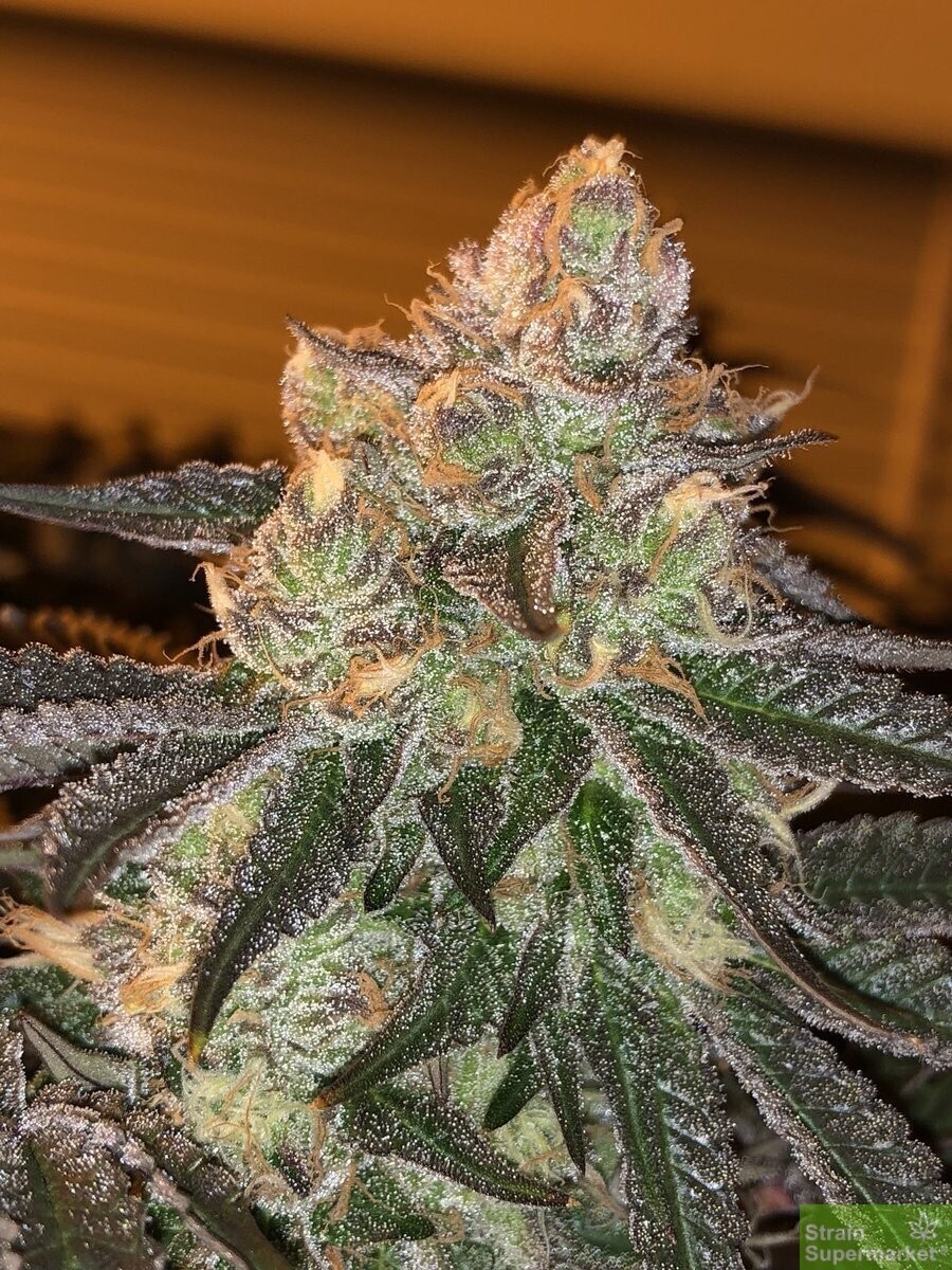 London Pound Cake X Lemon Patch Qty 5 Regulars