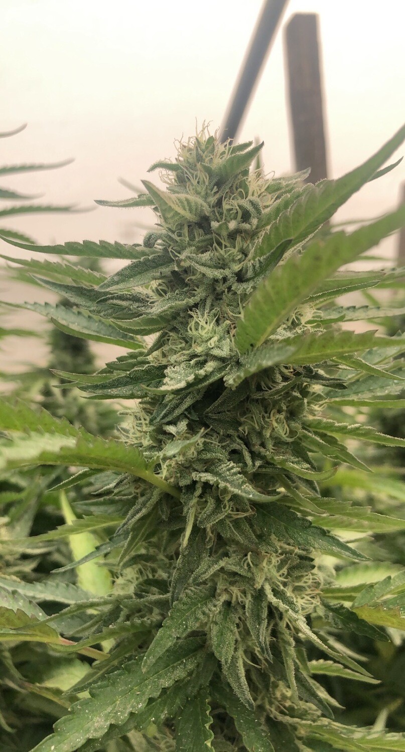 Ice Cream Cake X Platinum Mactree