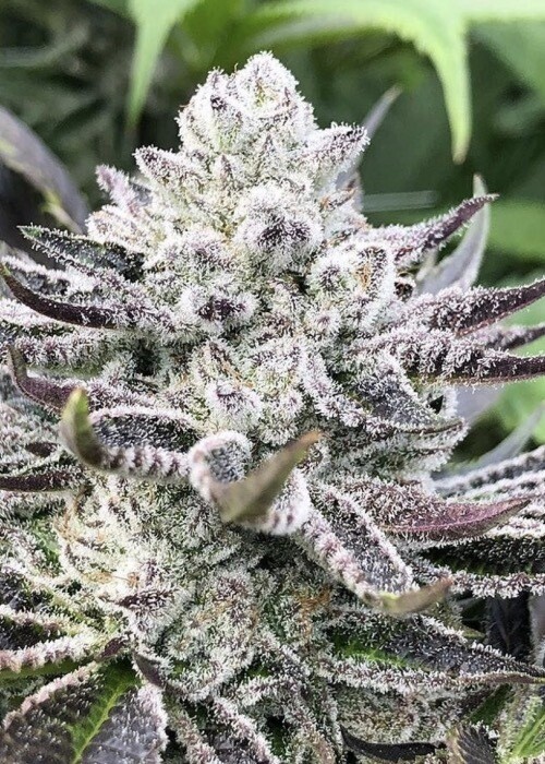 Zkittlez X Lemonchello Qty 5 Regulars