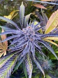 Sour Patch Kids X Lemon Meringue Pie Qty 5 Regulars