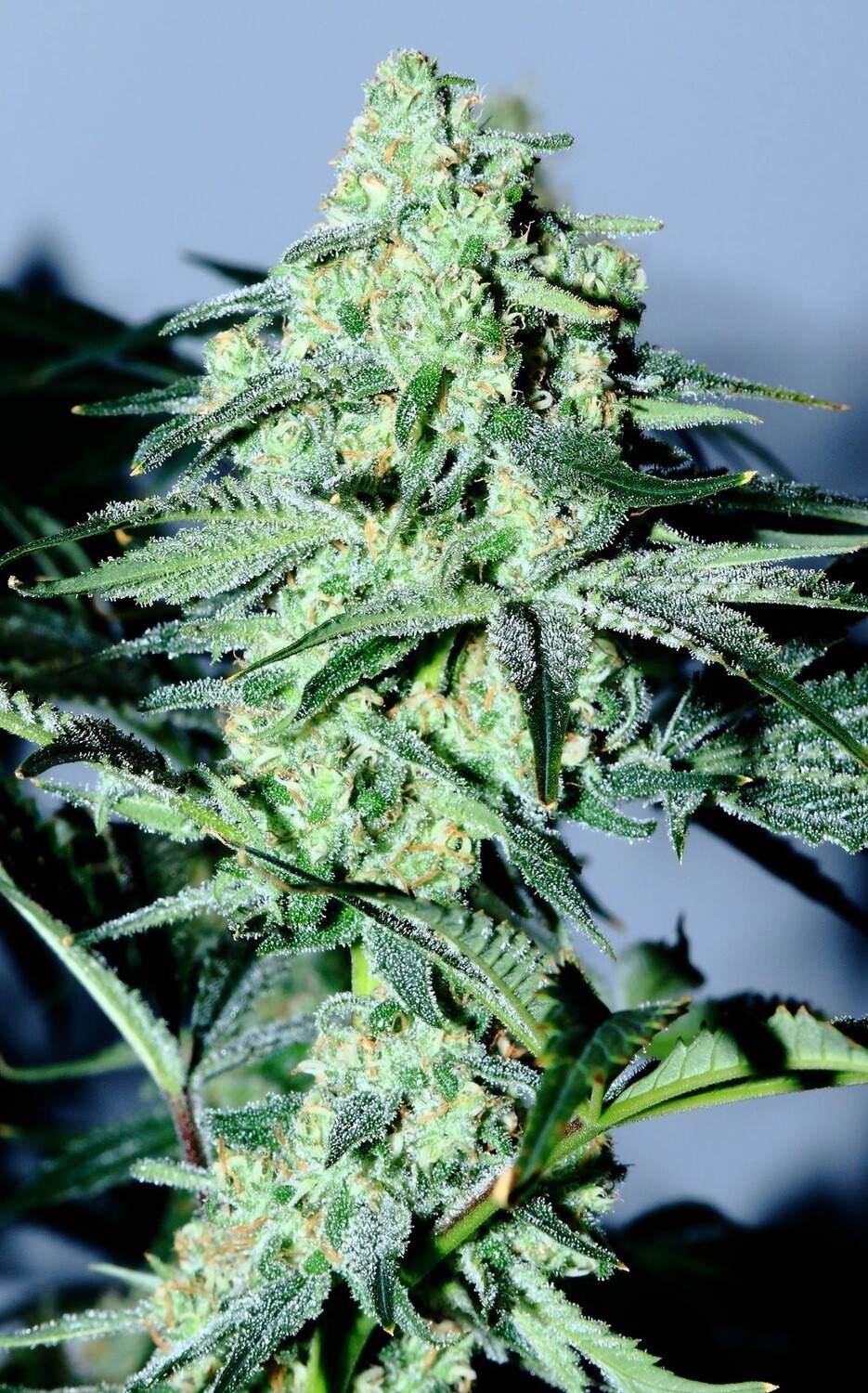 Sour Patch Kids X Lemonchello Qty 5 Regulars
