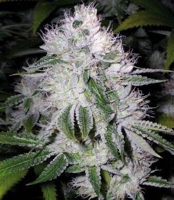 Lemon Patch X Zkittlez X Mactree 95 Qty 5 Regulars