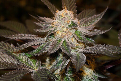 Platinum Mactree Qty 5 Regulars