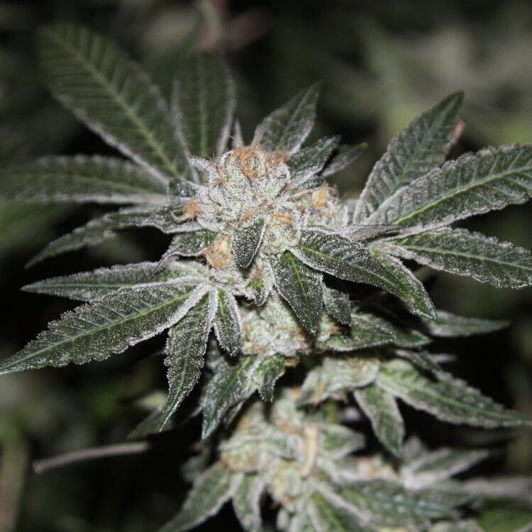Starburst X Lemon Patch Qty 5 Regulars