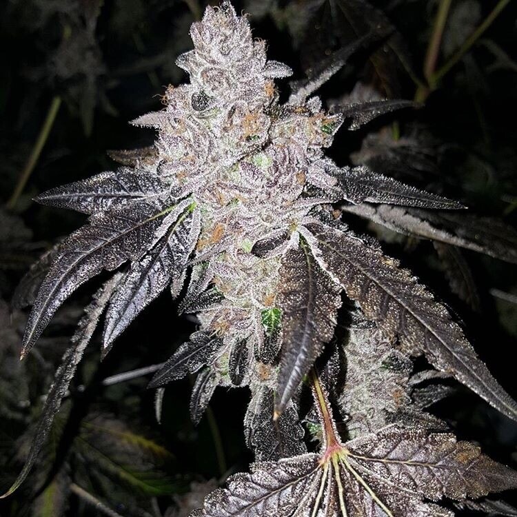 Lemon Patch X Ice Cream Sorbet Qty 5 Regulars