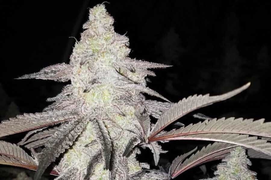 Parfait X Mactree 93 X Platinum Sherbet Qty 5 Regulars