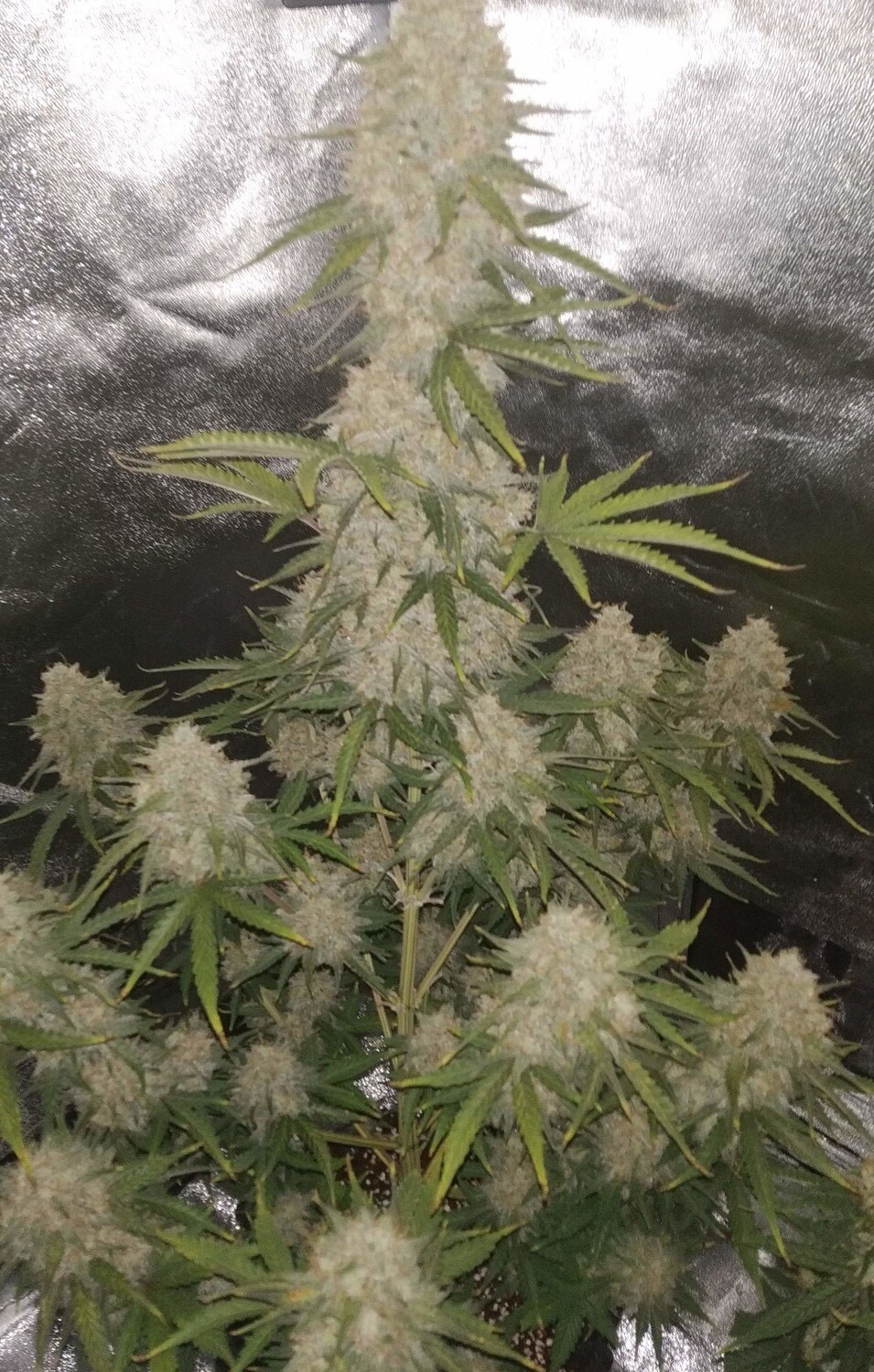 Wedding Cake X Mactree X Platinum Sherbert Qty 5 Regulars