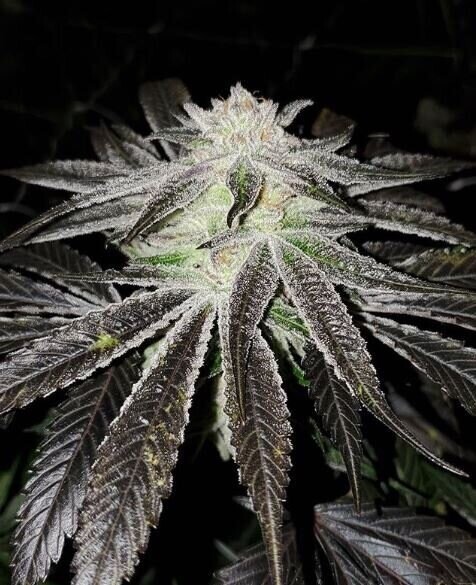 Zkittlez X Blueberry Qty 5