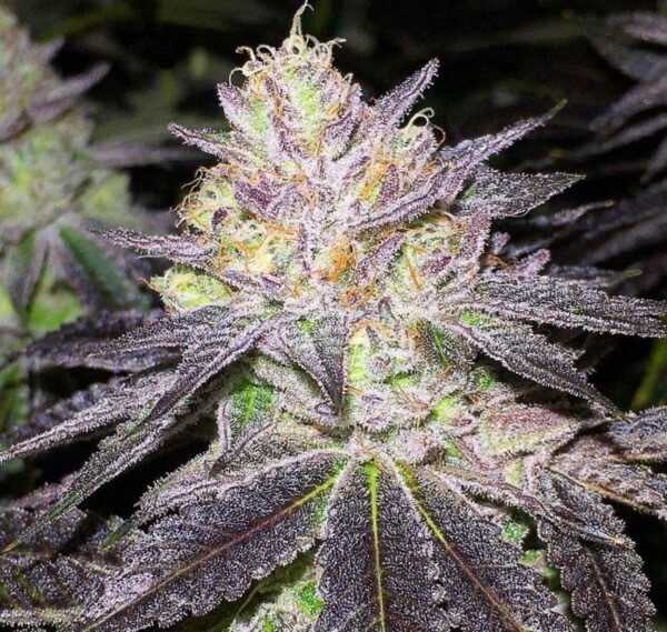 Jet Fuel Gelato X Lemontree X Mac Qty 5 Regulars