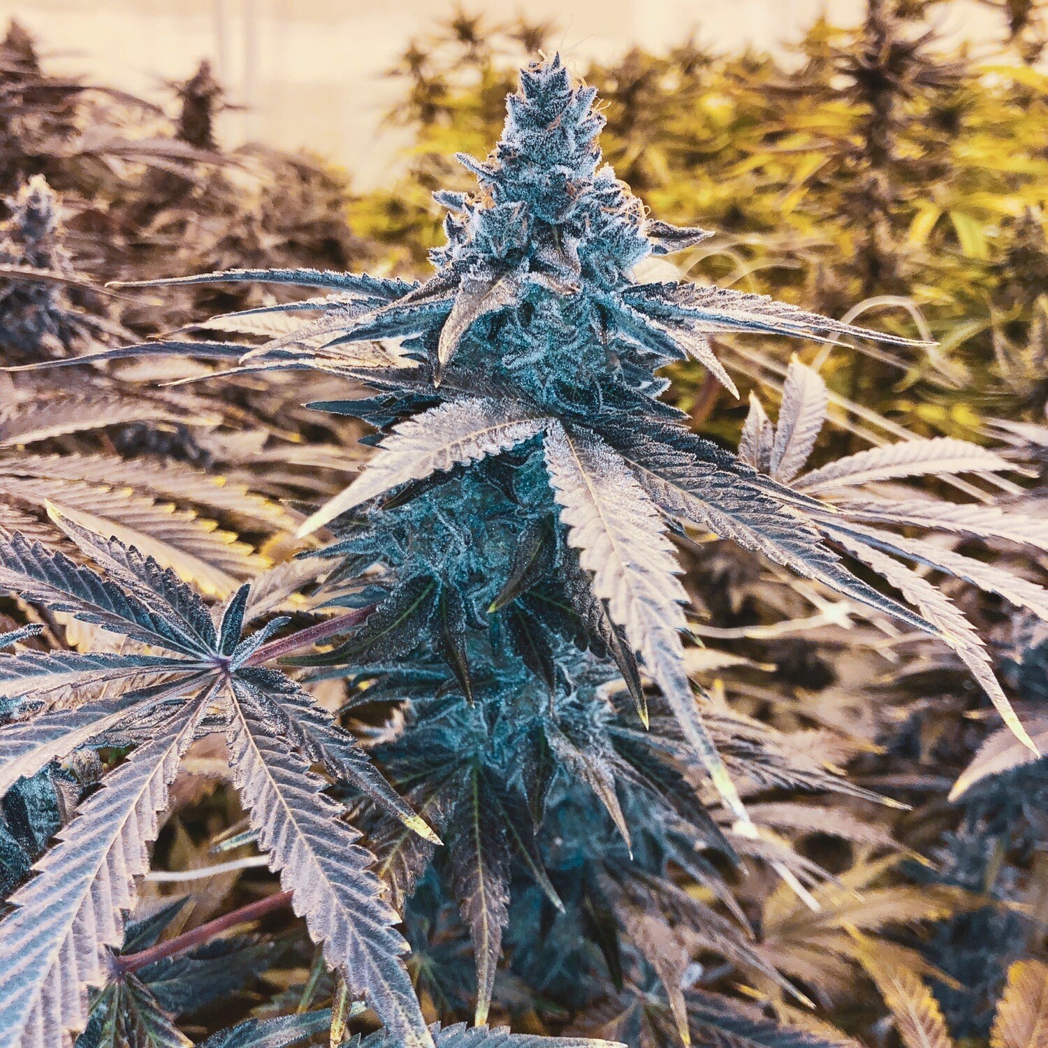 Mendo Breath X Mac X Lemontree Qty 5 Regulars