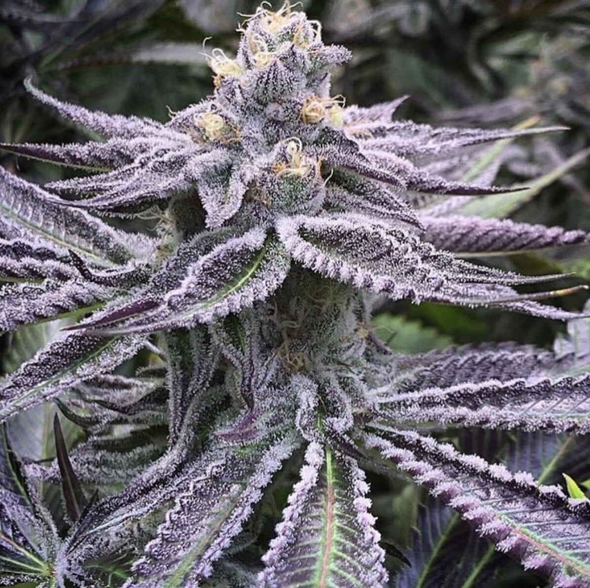 Do-si-Sherbert X Mac X Lemontree Qty 5 Regulars