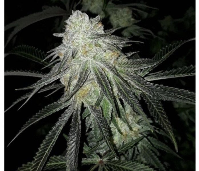Watermelon Zkittlez X Z3 Qty 10 Regulars