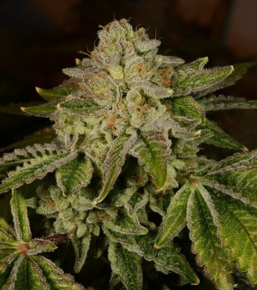 Papaya X Mac1 (caps Cut) X Orange Tree Qty 5 Regulars