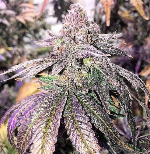 Triangle Kush X Grapefruit Qty 5 Regulars