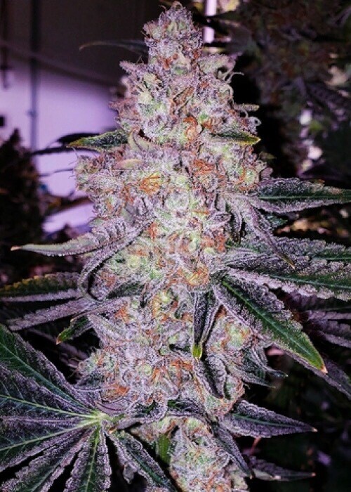 Planet Of The Grapes Qty 5 Regulars