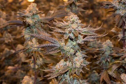 Platinum Sherbet X Lemontree X Sunset Sherbet Qty 5 Regular Seeds