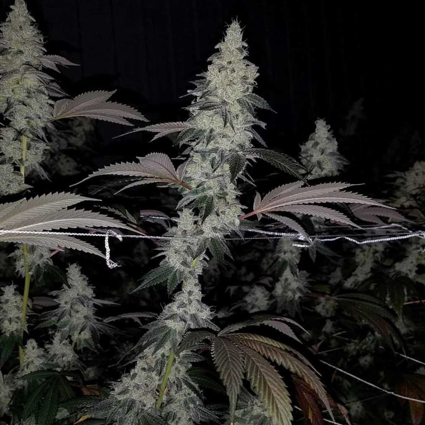 Gmo X Chemdawg 91 X Orangetree Qty 5 Regulars