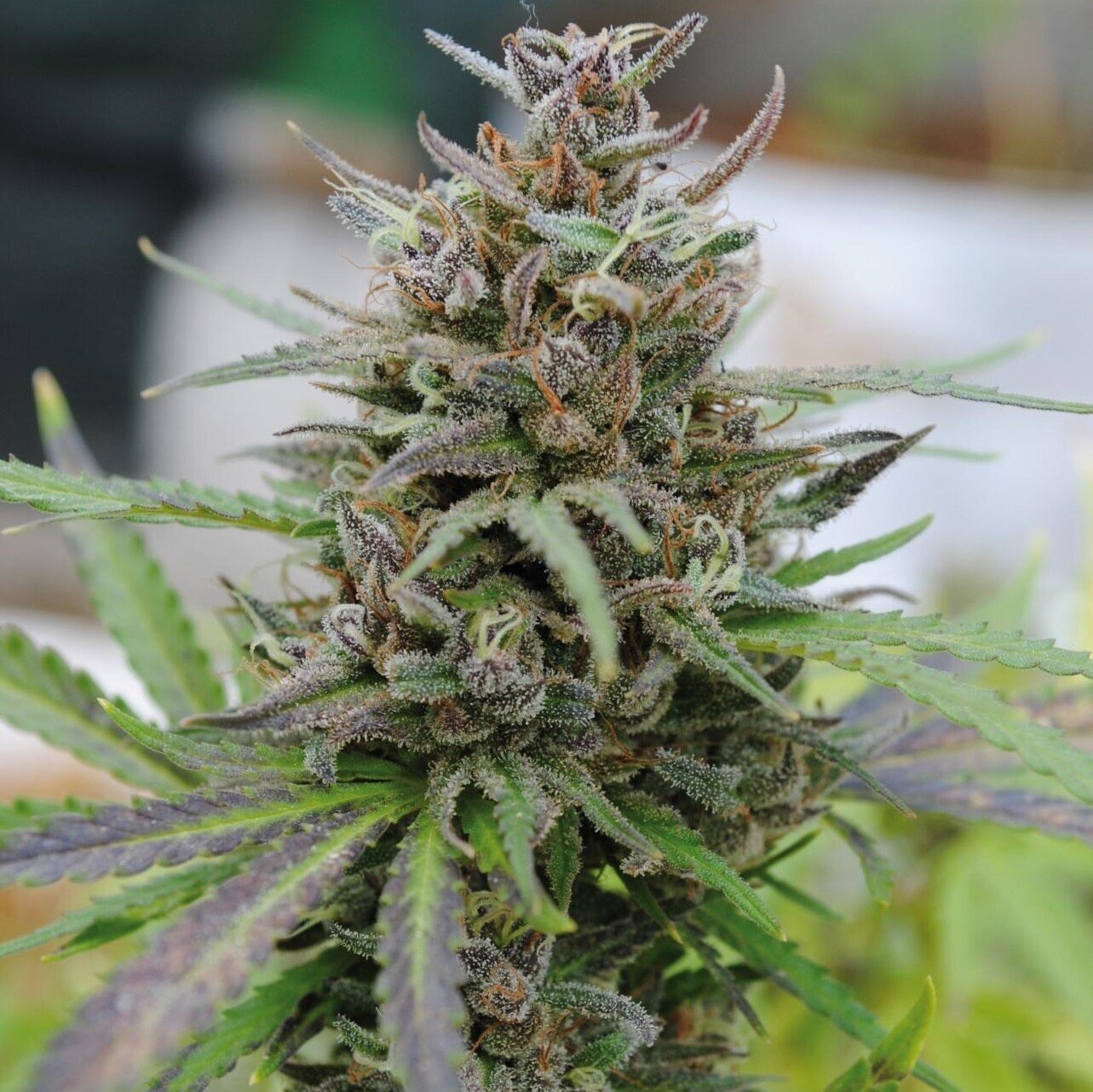 Forbidden Fruit X Lemon Patch Qty 5 Regulars