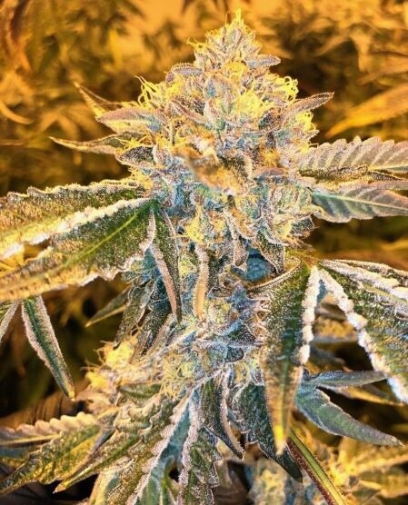 Cherry Sherbet Qty 5 Regulars