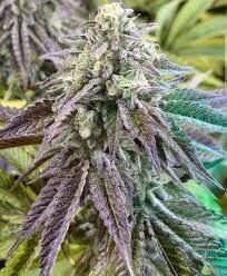 Cherry Starburst Qty 5 Regulars