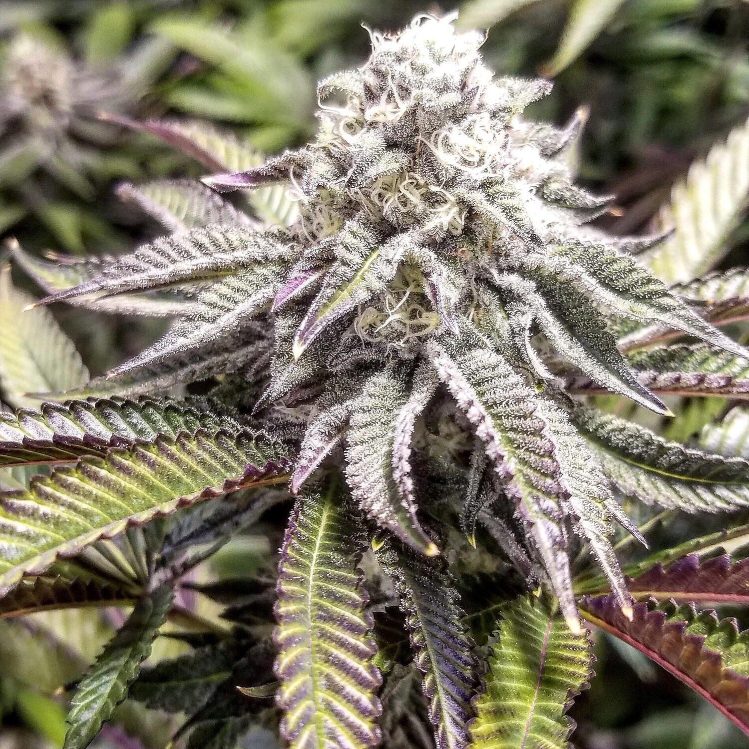 Mochi X Black Magic Qty 5 Regulars