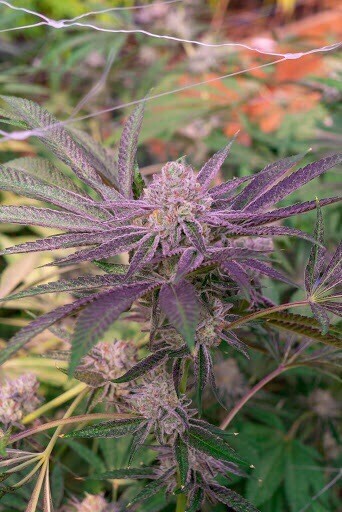 Wedding Crasher X Black Magic Qty 5 Regulars