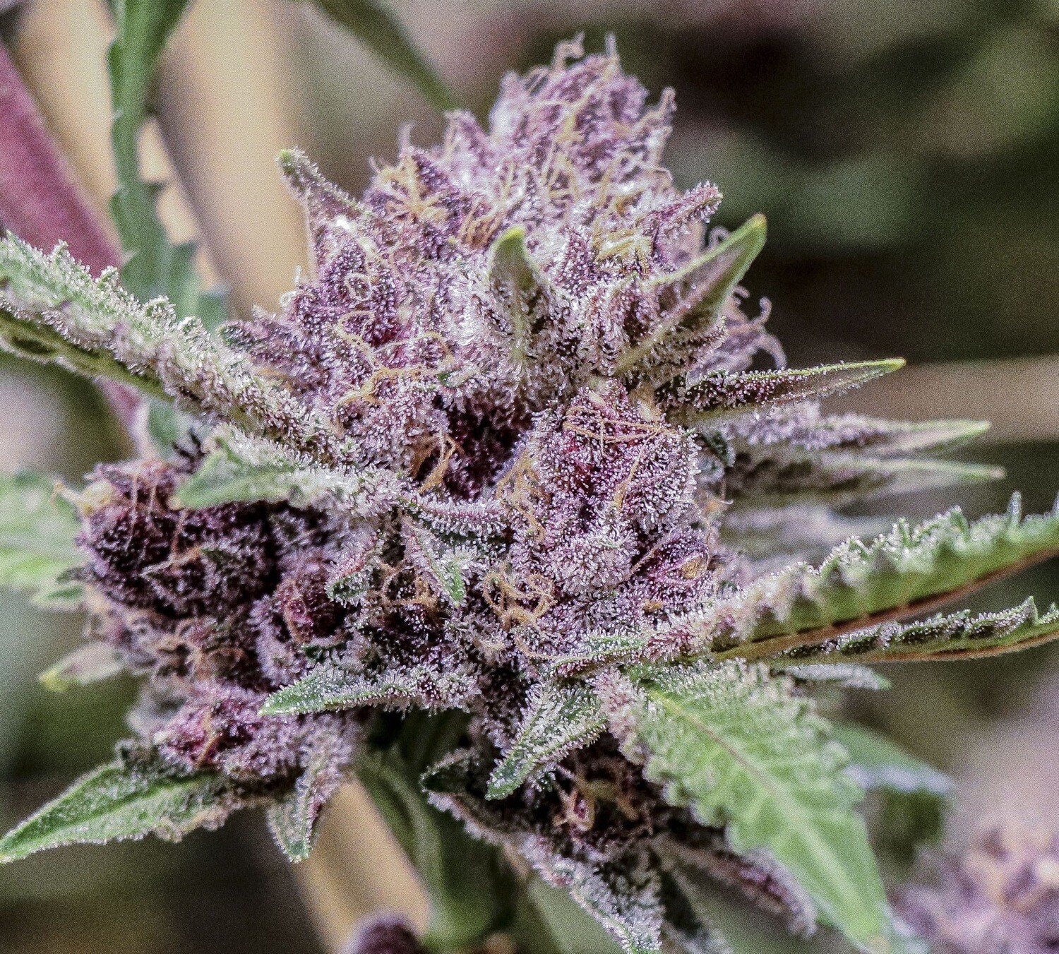 BlackBerry Og X Black Magic Qty 5 Regulars