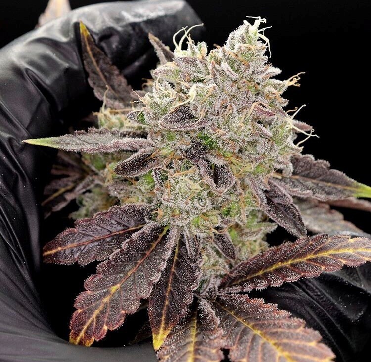 Rozay X Mendobreath X Orange Tree Qty 5 Regulars