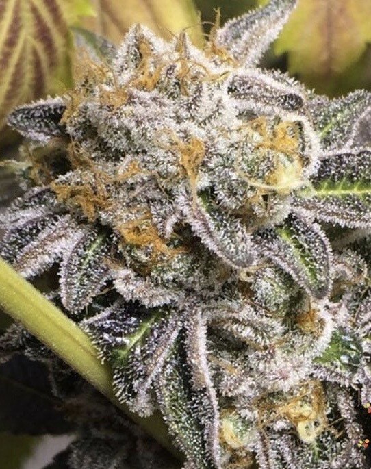Cereal Milk X Platinum Sherbert X Platinum Lemontree Qty 5 Regulars