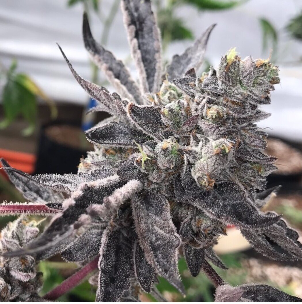 Kush Mints X Black Magic Qty 5 Regulars
