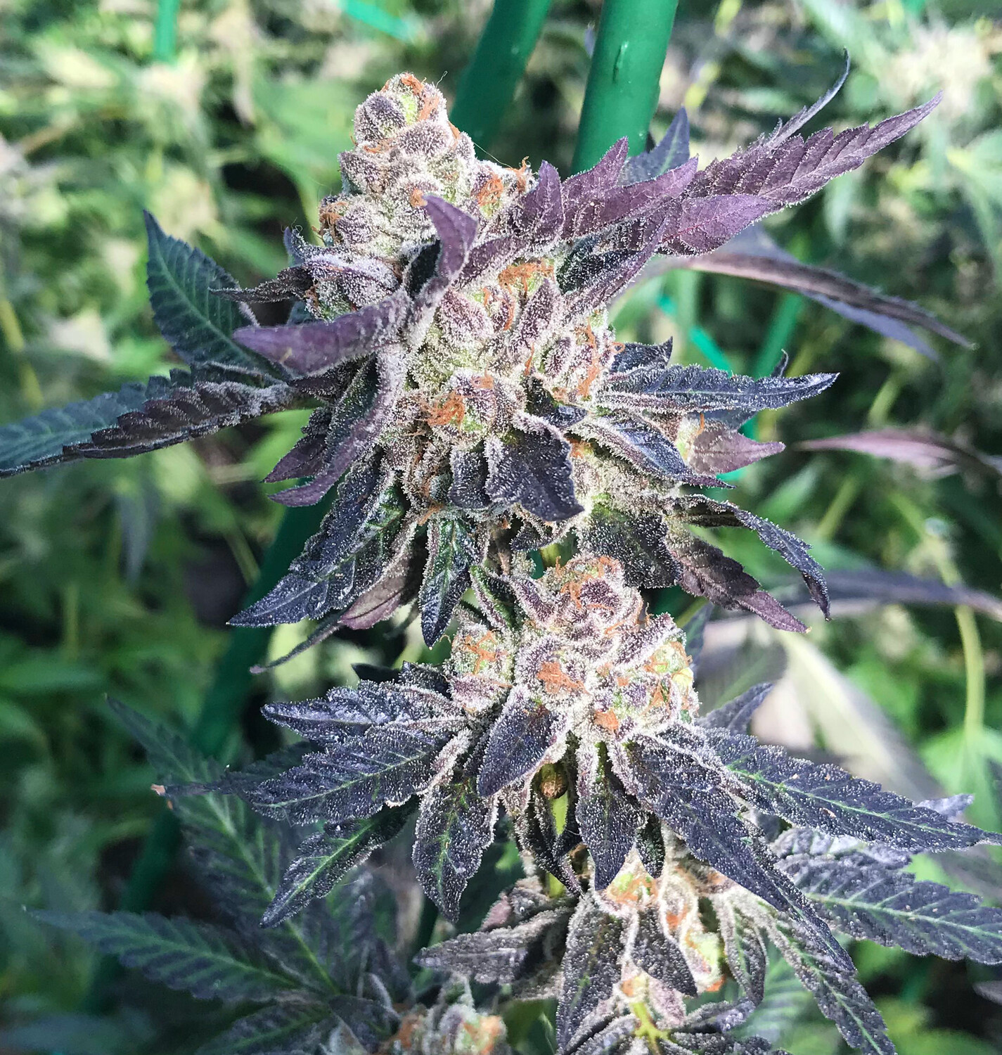 Grapechello (grape Jelly X Lemonchello) Qty 5 Regulars