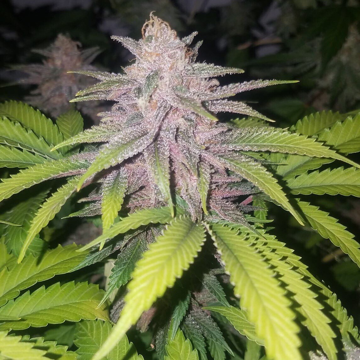 Grape Jelly X Forbidden Fruit Qty 5 Regulars