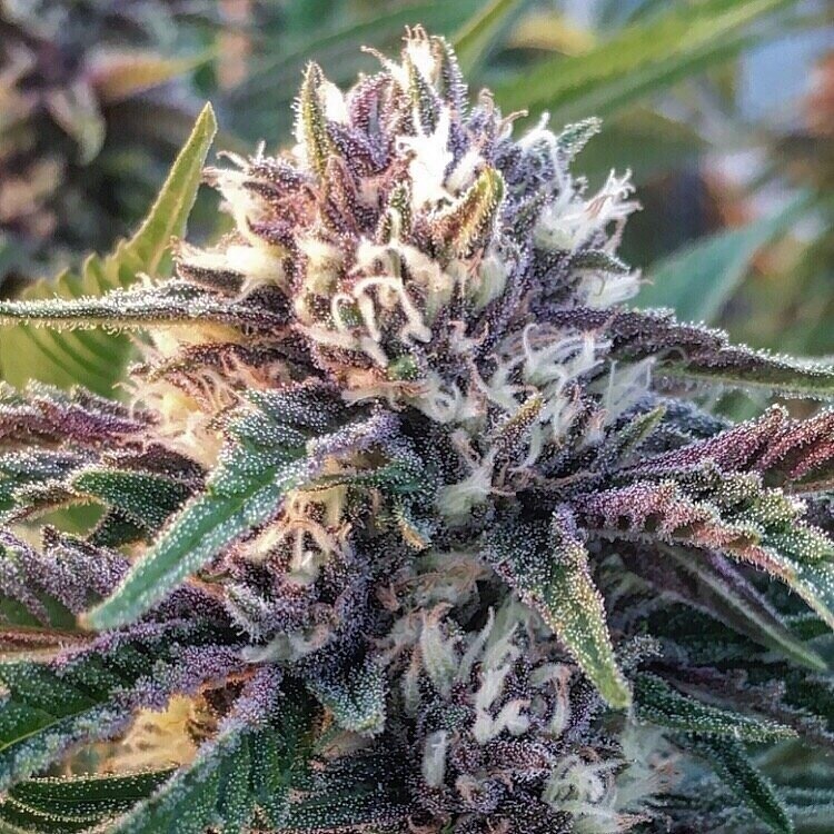 Grape Jelly X Lemontree Qty 5 Regulars