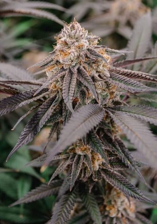 Banana Sherbet X Lemontree