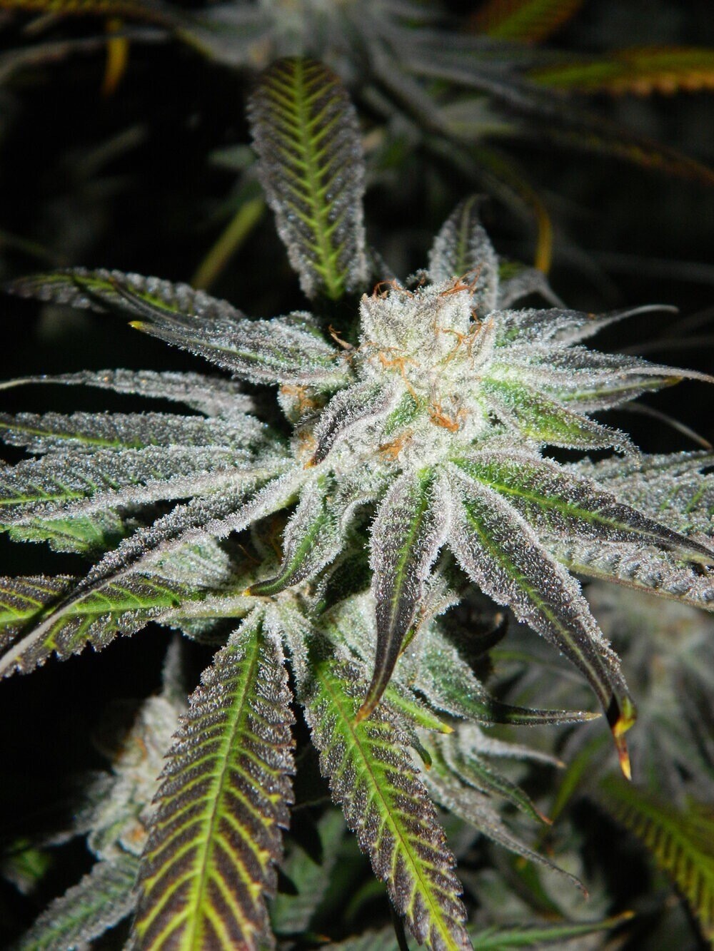 Banana Sherbet X London Pound Cake Qty 5 Regulars