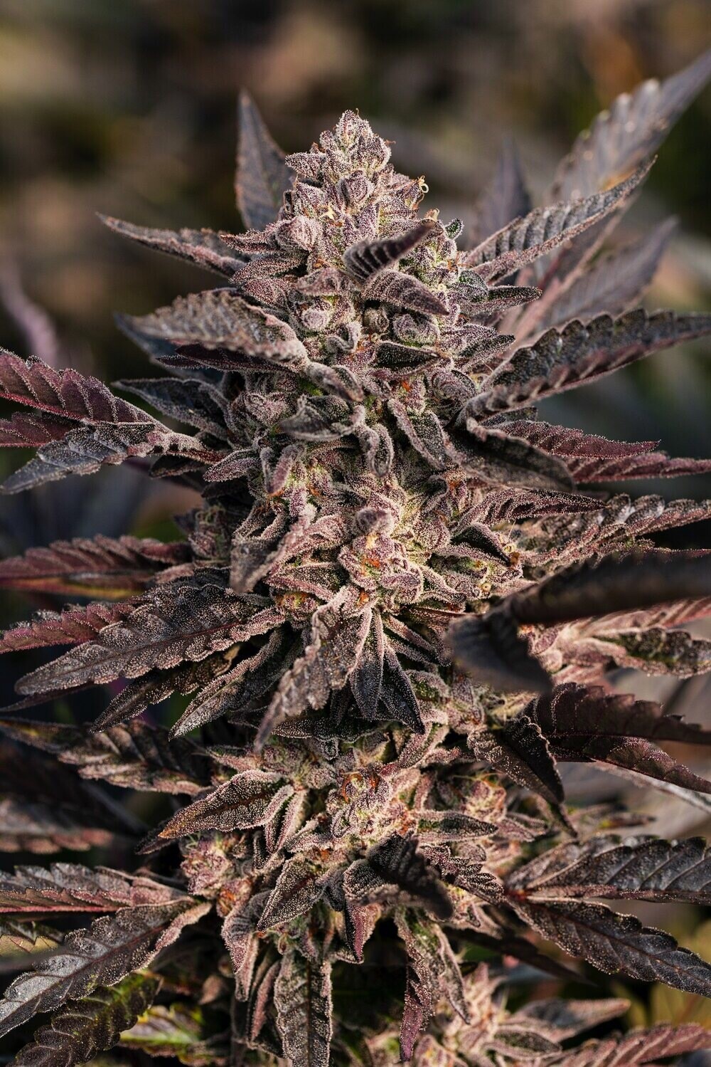 Kush Mints X Gelato 33 X Sherbet Qty 5 Regulars 