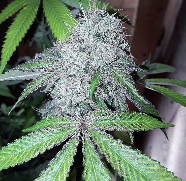 Orange Tree OG qty 10 Regulars