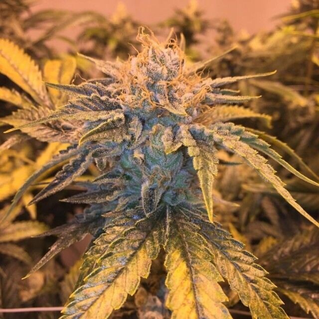Runtz X Kush Mints X Sherbet Qty 5 Regulars 